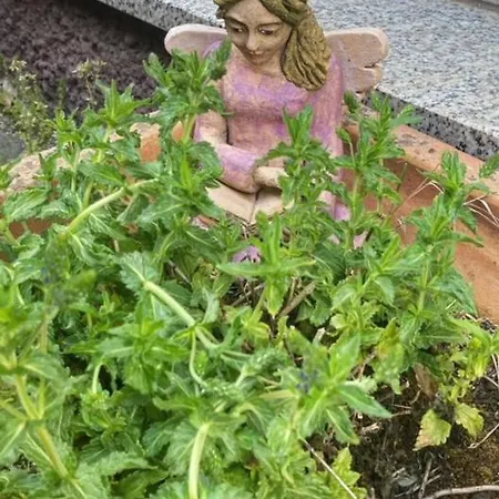 Appartement Schoener Rheingau